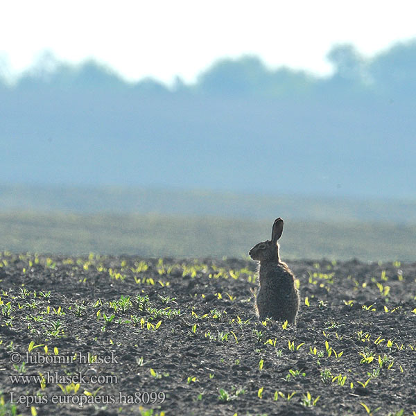 Lepus europaeus ha8099