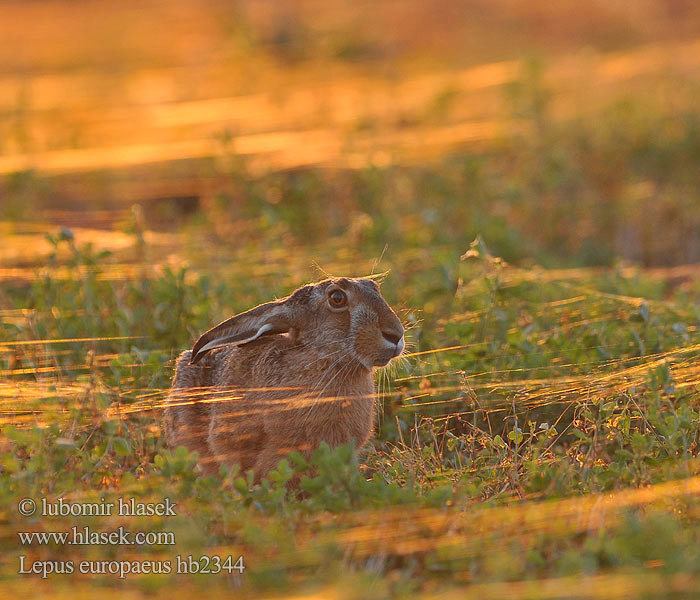 Lepus europaeus hb2344