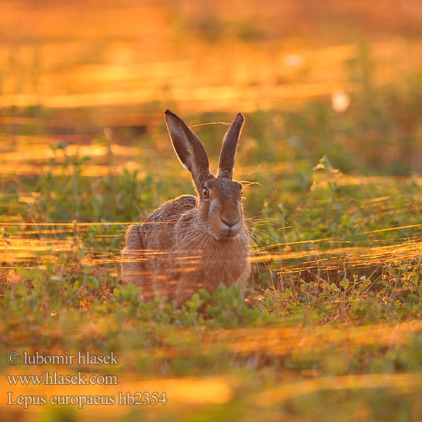 Lepus europaeus hb2354