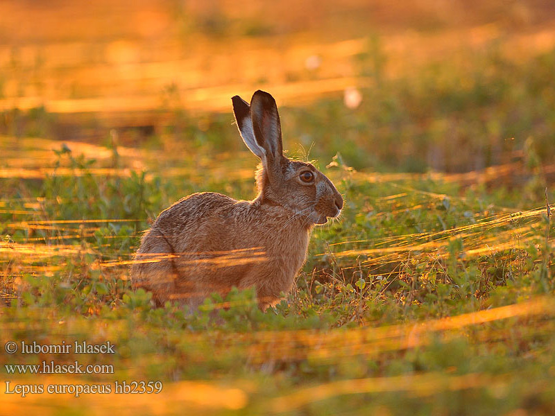 Заяц русак европейский Λαγός Poljski zajec Заєць-русак Lepus europaeus Brown Hare Zajac poĺný Lepre bruna Haas Rusakko Mezei nyúl Lievre d'Europe Feldhase Liebre europea Zajíc polní Halljänes Pelēkais zaķis Kiškis Tavşan Jase Zając szarak Lebre européia Iepure câmp şoldan