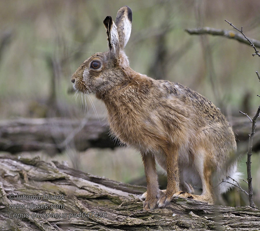 Lepus_europaeus_pa4047426