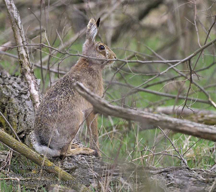 Lepus europaeus