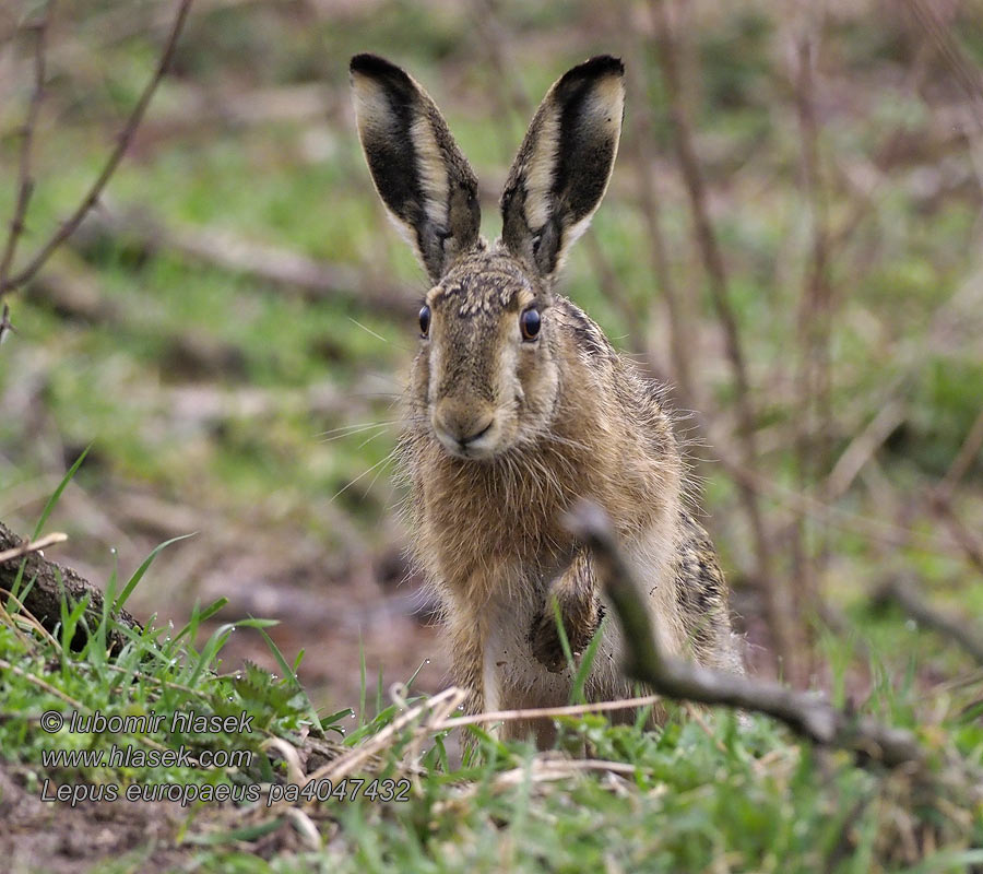 Lepus_europaeus_pa4047432