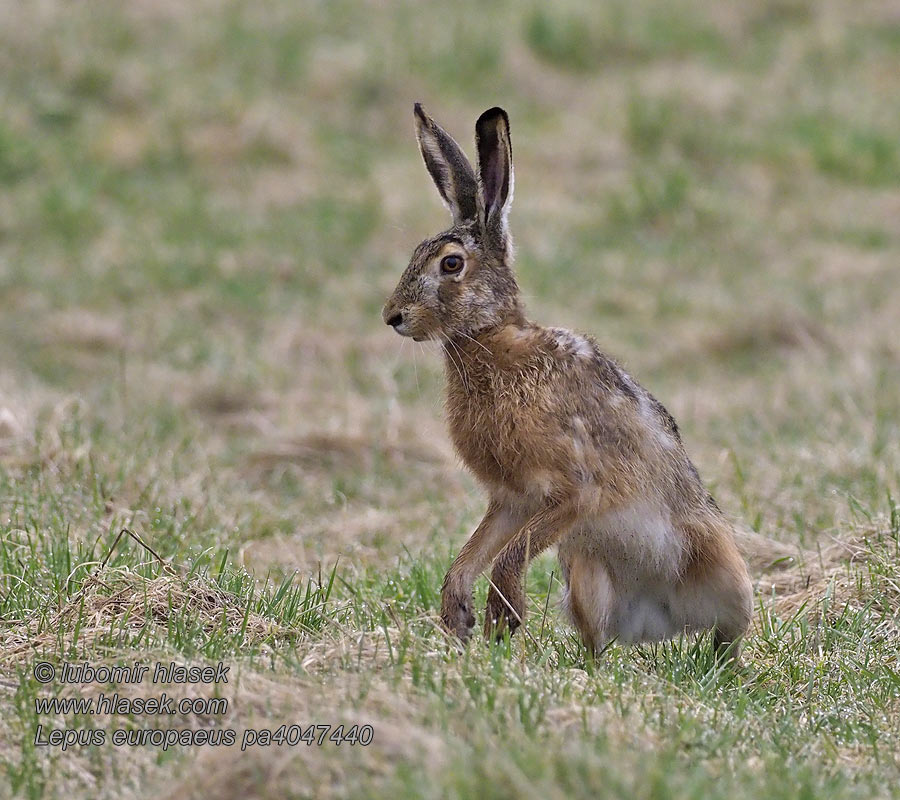 Lepus europaeus