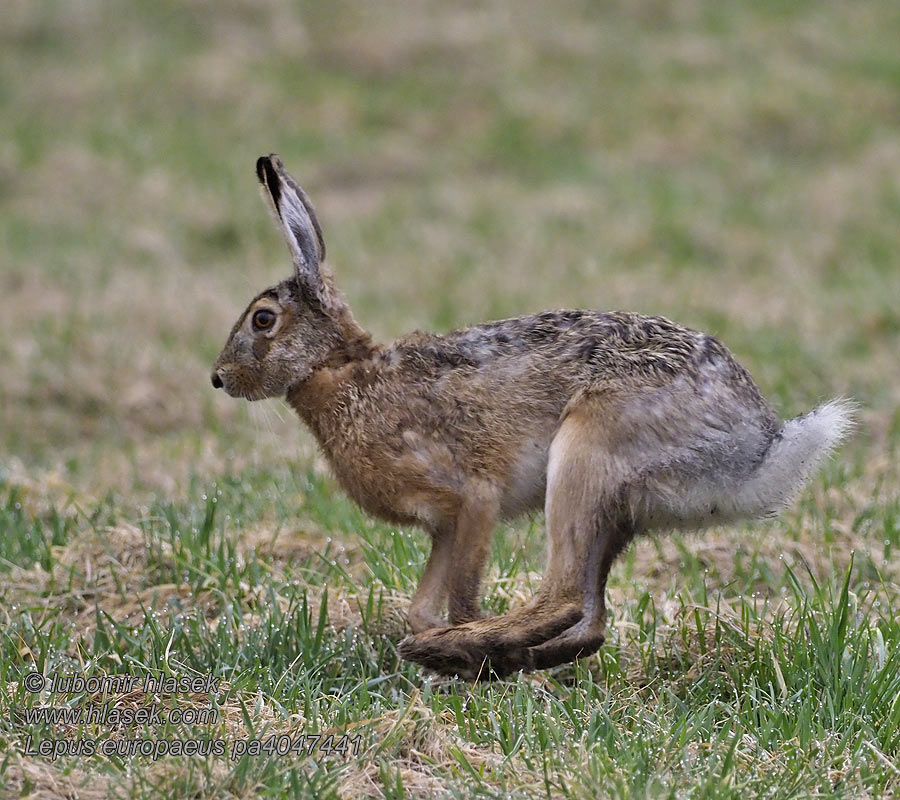 Lepus europaeus