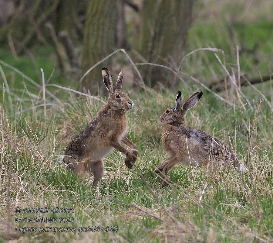 Lepus europaeus