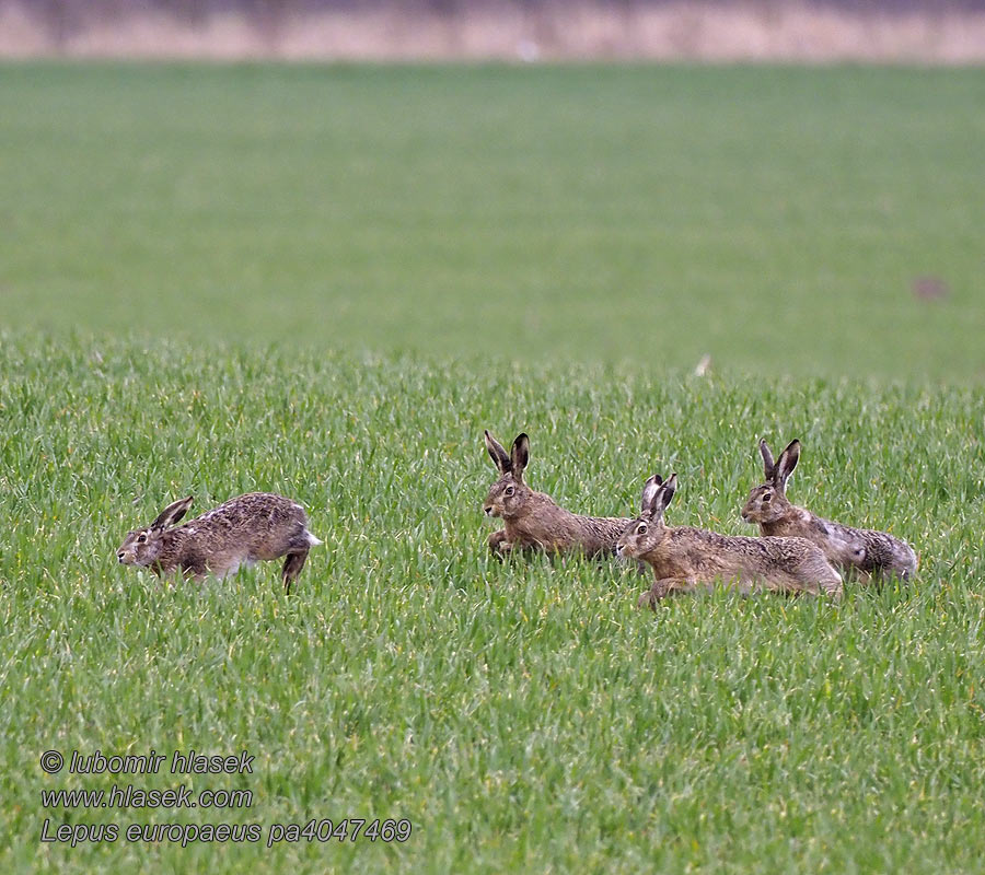 Lepus europaeus