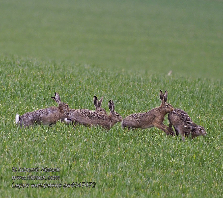 Lepus europaeus