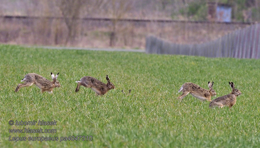 Lepus europaeus