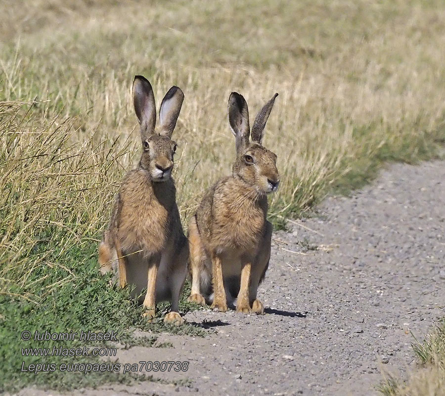 Lepus europaeus