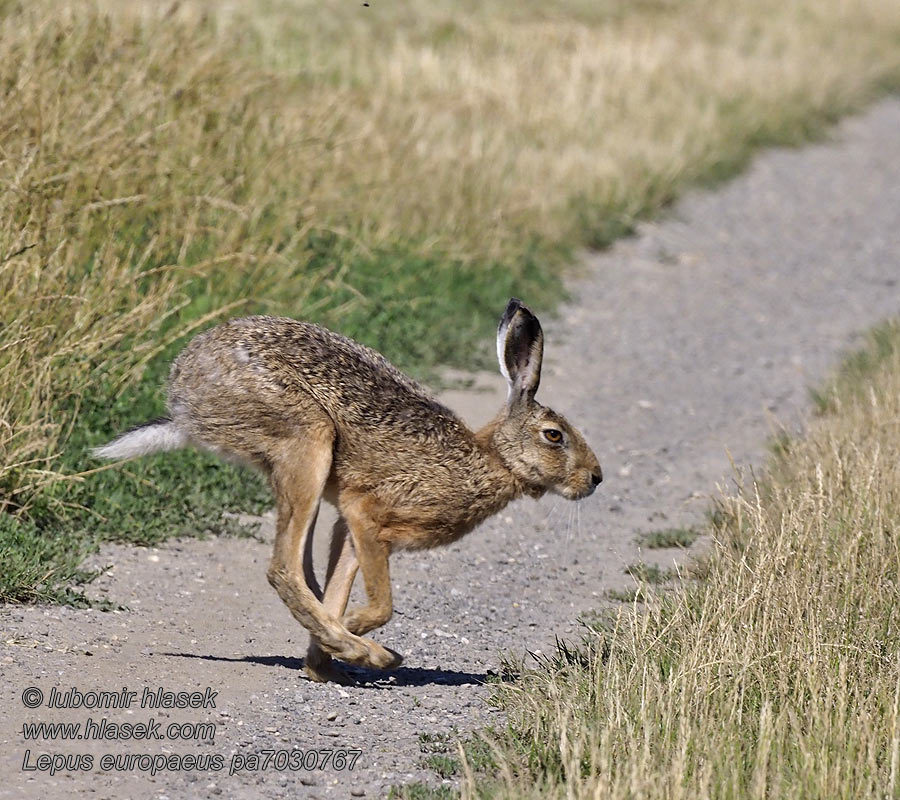 Lepus europaeus