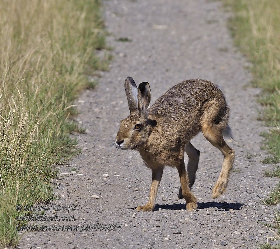 Lepus europaeus