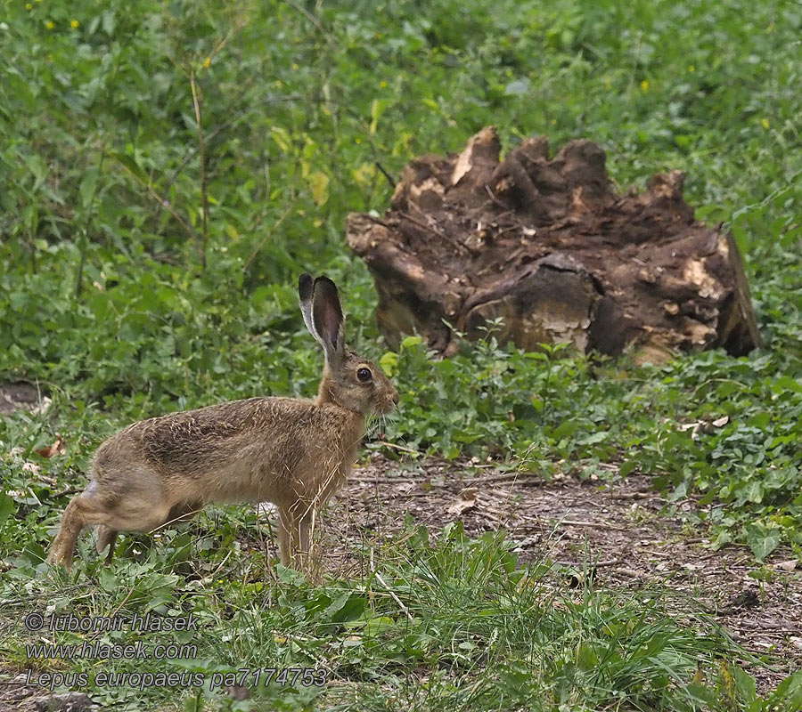 Lepus europaeus