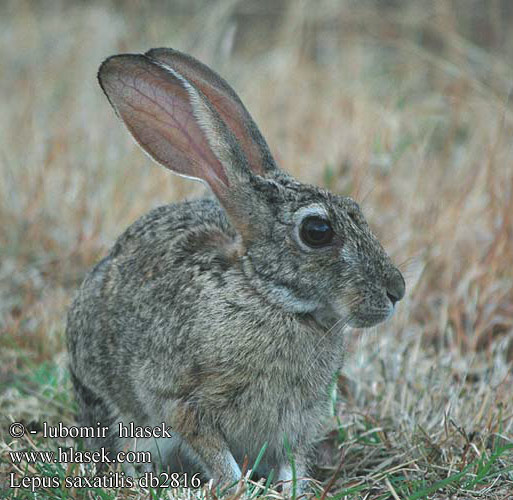 Lepus saxatilis Scrub hare scrubhare Lièvre buissons Struikhaas berghaas Buschhase Strauchhase Berhase Afrikanischer Zajíc křovinný