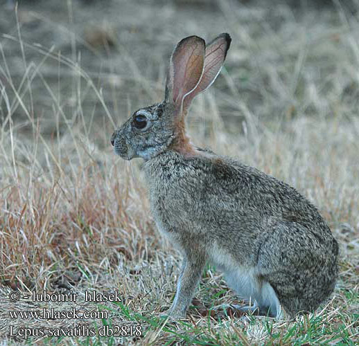 Struikhaas berghaas Buschhase Strauchhase Berhase Afrikanischer Zajíc křovinný Lepus saxatilis Scrub hare scrubhare Lièvre buissons