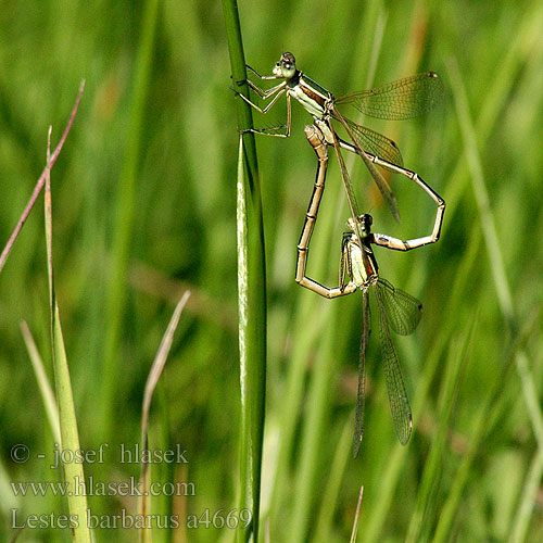 Migrant Spreadwing Grmiščna zverca Foltoszárnyjegyű rabló Lestes barbarus Southern Emerald Damselfly Sydlig Kobbervandnymfe Leste sauvage Zwervende pantserjuffer Leste selvaggio Südliche Binsenjungfer Pałątka południowa Šidlovka brvnatá Šídlatka brvnatá Лютка-иноземка Лютка повільна