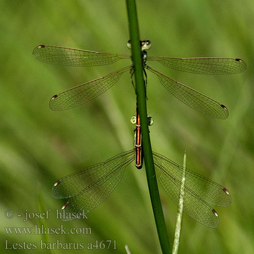 Southern Emerald Damselfly Sydlig Kobbervandnymfe Leste sauvage Zwervende pantserjuffer Leste selvaggio Südliche Binsenjungfer Pałątka południowa Šidlovka brvnatá Šídlatka brvnatá Лютка-иноземка Лютка повільна Migrant Spreadwing Grmiščna zverca Foltoszárnyjegyű rabló Lestes barbarus