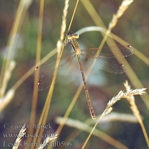 Lestes barbarus Southern Emerald Damselfly Sydlig Kobbervandnymfe Leste sauvage Zwervende pantserjuffer Leste selvaggio Südliche Binsenjungfer Pałątka południowa Šidlovka brvnatá Šídlatka brvnatá Лютка-иноземка Лютка повільна Migrant Spreadwing Grmiščna zverca Foltoszárnyjegyű rabló