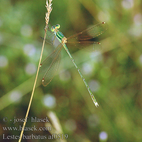 Lestes barbarus af0519