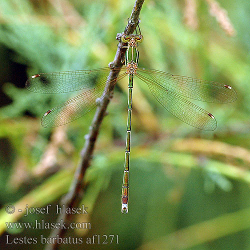 Lestes barbarus Šídlatka brvnatá Лютка-иноземка Лютка повільна Migrant Spreadwing Grmiščna zverca Foltoszárnyjegyű rabló Southern Emerald Damselfly Sydlig Kobbervandnymfe Zwervende pantserjuffer Leste sauvage selvaggio Südliche Binsenjungfer Pałątka południowa Šidlovka brvnatá