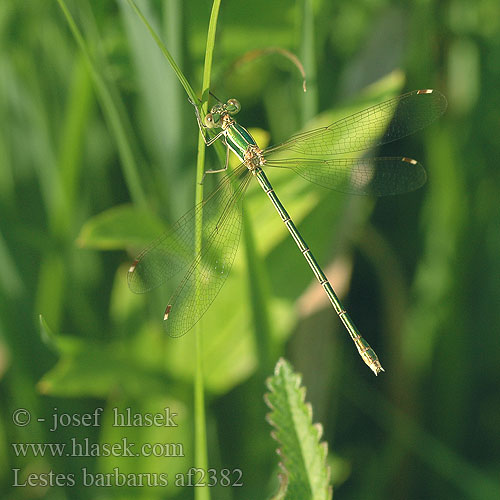 Lestes barbarus Migrant Spreadwing Grmiščna zverca Foltoszárnyjegyű rabló Southern Emerald Damselfly Sydlig Kobbervandnymfe Zwervende pantserjuffer Leste sauvage selvaggio Südliche Binsenjungfer Pałątka południowa Šidlovka brvnatá Šídlatka brvnatá Лютка-иноземка Лютка повільна