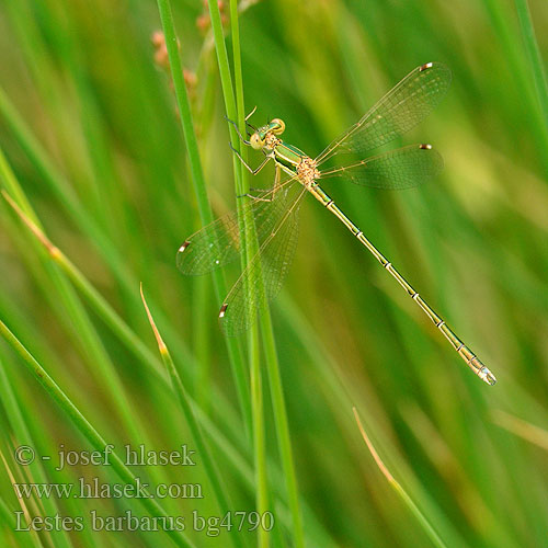 Foltoszárnyjegyű rabló Southern Emerald Damselfly Sydlig Kobbervandnymfe Zwervende pantserjuffer Leste sauvage selvaggio Südliche Binsenjungfer Pałątka południowa Šidlovka brvnatá Šídlatka brvnatá Лютка-иноземка Лютка повільна Lestes barbarus Migrant Spreadwing Grmiščna zverca