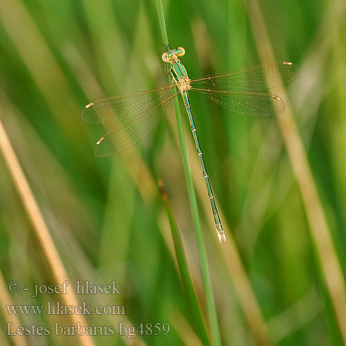 Southern Emerald Damselfly Sydlig Kobbervandnymfe Zwervende pantserjuffer Leste sauvage selvaggio Südliche Binsenjungfer Pałątka południowa Šidlovka brvnatá Šídlatka brvnatá Лютка-иноземка Лютка повільна Lestes barbarus Migrant Spreadwing Grmiščna zverca Foltoszárnyjegyű rabló