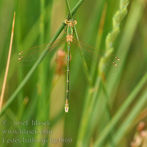 Lestes barbarus bg4860