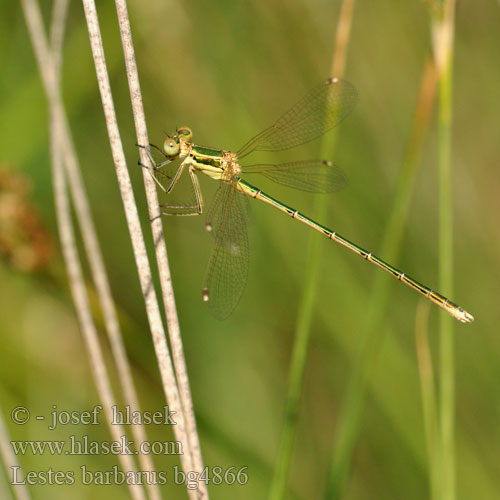 Lestes barbarus bg4866