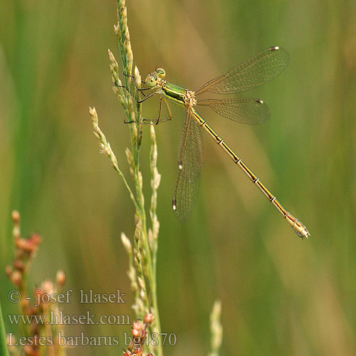 Lestes barbarus bg4870