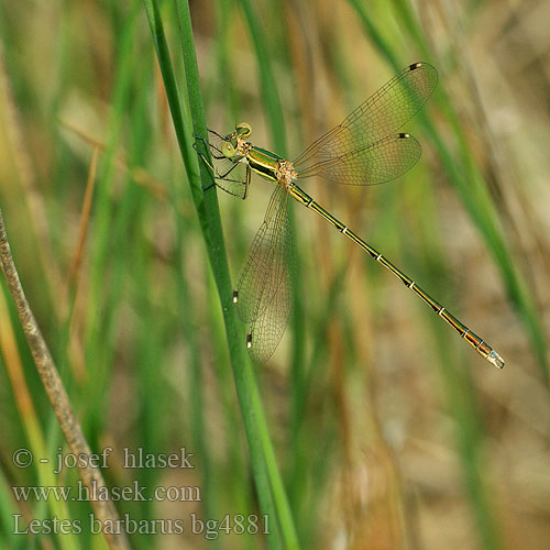 Lestes barbarus bg4881