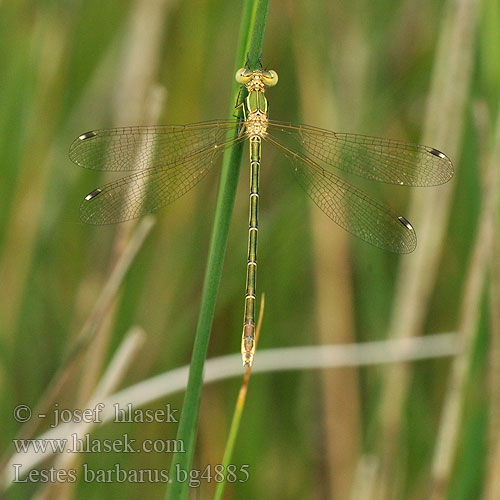 Pałątka południowa Šidlovka brvnatá Šídlatka brvnatá Лютка-иноземка Лютка повільна Lestes barbarus Migrant Spreadwing Grmiščna zverca Foltoszárnyjegyű rabló Southern Emerald Damselfly Sydlig Kobbervandnymfe Zwervende pantserjuffer Leste sauvage selvaggio Südliche Binsenjungfer