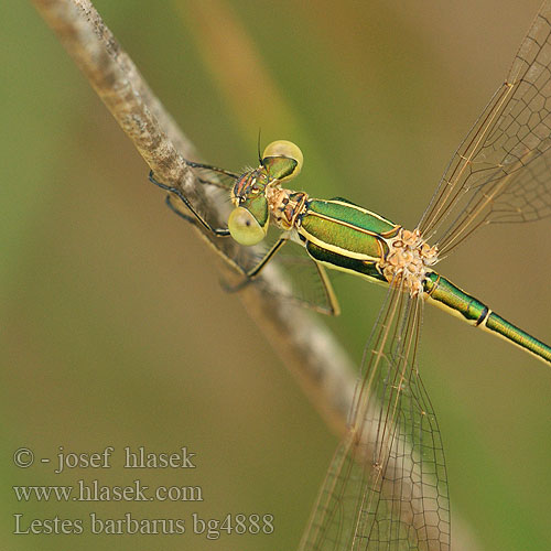 Lestes barbarus bg4888