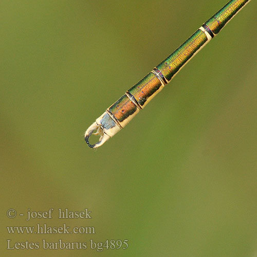 Šídlatka brvnatá Лютка-иноземка Лютка повільна Lestes barbarus Migrant Spreadwing Grmiščna zverca Foltoszárnyjegyű rabló Southern Emerald Damselfly Sydlig Kobbervandnymfe Zwervende pantserjuffer Leste sauvage selvaggio Südliche Binsenjungfer Pałątka południowa Šidlovka brvnatá