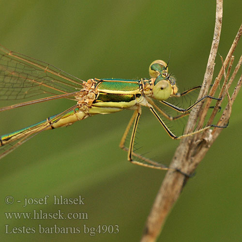 Лютка-иноземка Лютка повільна Lestes barbarus Migrant Spreadwing Grmiščna zverca Foltoszárnyjegyű rabló Southern Emerald Damselfly Sydlig Kobbervandnymfe Zwervende pantserjuffer Leste sauvage selvaggio Südliche Binsenjungfer Pałątka południowa Šidlovka brvnatá Šídlatka brvnatá