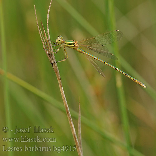 Лютка повільна Lestes barbarus Migrant Spreadwing Grmiščna zverca Foltoszárnyjegyű rabló Southern Emerald Damselfly Sydlig Kobbervandnymfe Zwervende pantserjuffer Leste sauvage selvaggio Südliche Binsenjungfer Pałątka południowa Šidlovka brvnatá Šídlatka brvnatá Лютка-иноземка