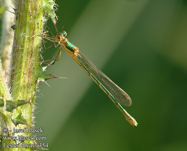 Lestes dryas Scarce Emerald Damselfly Sortmærket Kobbervandnymfe Isokeijukorento Leste dryade Tangpantserjuffer Réti rabló Glänzende Binsenjungfer Šidlovka Šídlatka tmavá Pałątka podobna Kraftig smaragdflickslända Sørlig metallvannnymfe Лютка-невеста Лютка-дріада Obrežna zverca