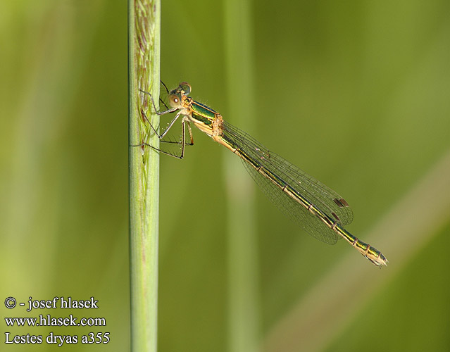 Lestes dryas Leste dryade Tangpantserjuffer Réti rabló Glänzende Binsenjungfer Šidlovka Šídlatka tmavá Pałątka podobna Kraftig smaragdflickslända Sørlig metallvannnymfe Лютка-невеста Лютка-дріада Obrežna zverca Scarce Emerald Damselfly Sortmærket Kobbervandnymfe Isokeijukorento