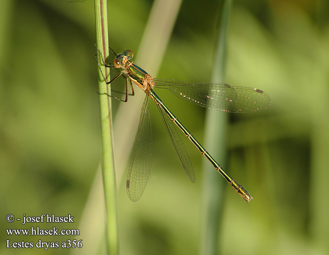 Lestes dryas a356