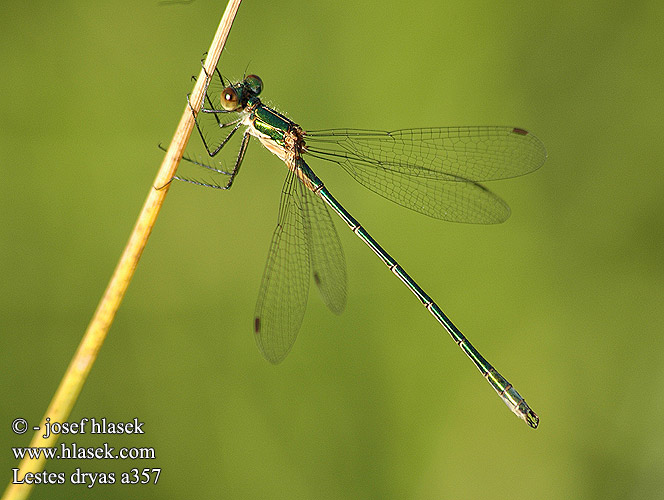 Lestes dryas Лютка-невеста Лютка-дріада Obrežna zverca Scarce Emerald Damselfly Sortmærket Kobbervandnymfe Isokeijukorento Leste dryade Tangpantserjuffer Réti rabló Glänzende Binsenjungfer Šidlovka Šídlatka tmavá Pałątka podobna Kraftig smaragdflickslända Sørlig metallvannnymfe