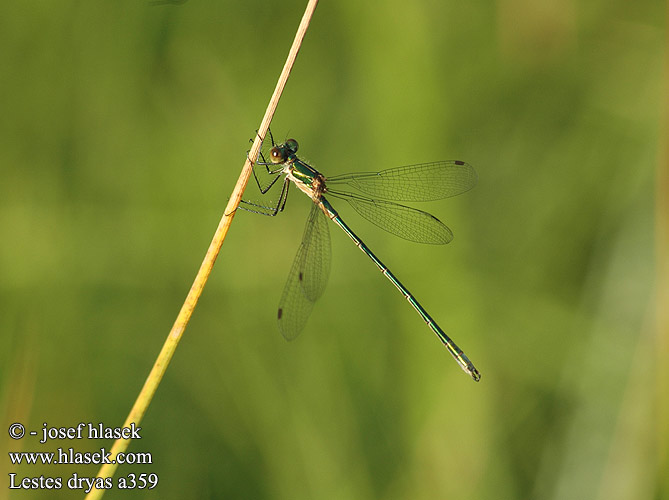 Lestes dryas Sortmærket Kobbervandnymfe Isokeijukorento Leste dryade Tangpantserjuffer Réti rabló Glänzende Binsenjungfer Šidlovka Šídlatka tmavá Pałątka podobna Kraftig smaragdflickslända Sørlig metallvannnymfe Лютка-невеста Лютка-дріада Obrežna zverca Scarce Emerald Damselfly