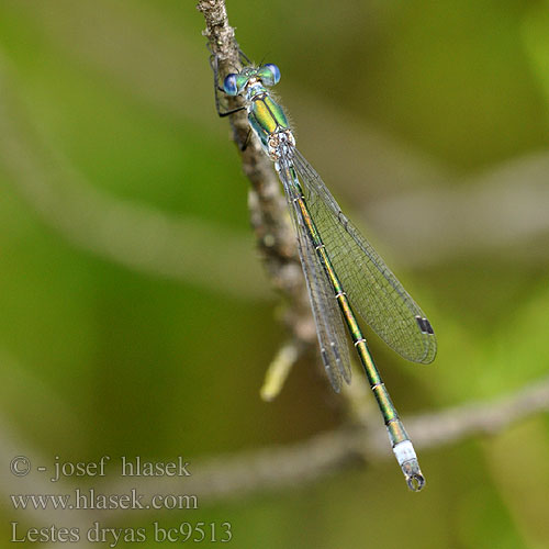 Scarce Emerald Damselfly Sortmærket Kobbervandnymfe Isokeijukorento Leste dryade Tangpantserjuffer Leste dryade Réti rabló Glänzende Binsenjungfer Šidlovka tmavá Šídlatka tmavá Pałątka podobna Kraftig smaragdflickslända Sørlig metallvannnymfe Лютка-невеста Лютка-дріада Obrežna zverca Lestes dryas