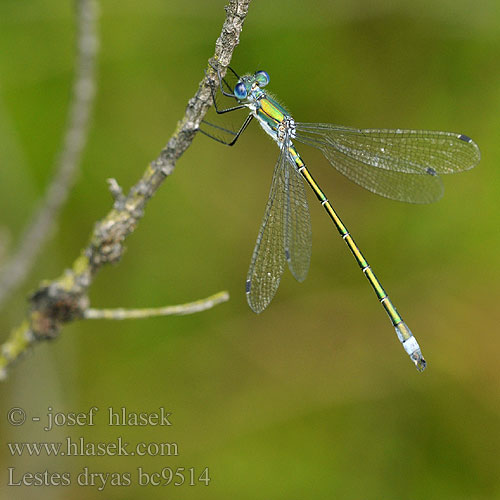 Lestes dryas bc9514