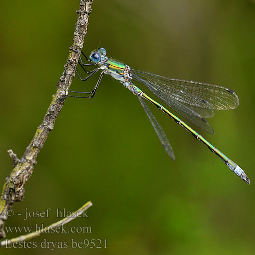 Lestes dryas bc9521