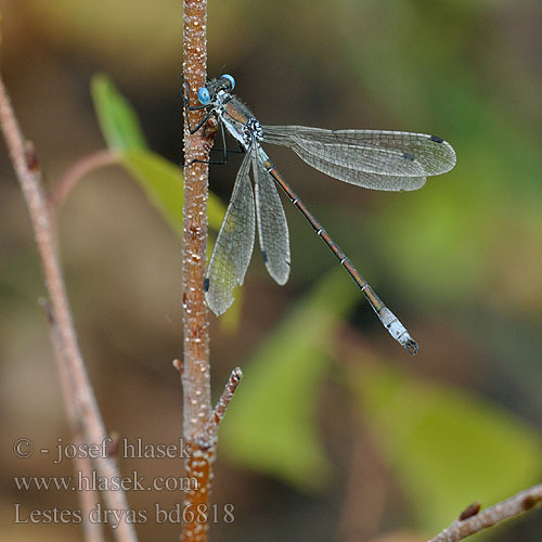 Lestes dryas bd6818