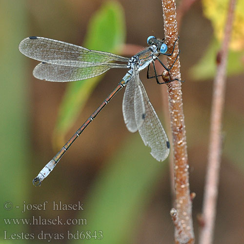 Pałątka podobna Kraftig smaragdflickslända Sørlig metallvannnymfe Лютка-невеста Лютка-дріада Obrežna zverca Lestes dryas Scarce Emerald Damselfly Sortmærket Kobbervandnymfe Isokeijukorento Leste dryade Tangpantserjuffer Réti rabló Glänzende Binsenjungfer Šidlovka tmavá Šídlatka tmavá