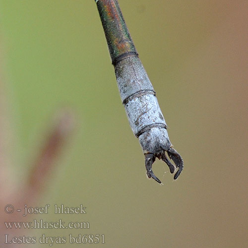 Лютка-невеста Лютка-дріада Obrežna zverca Lestes dryas Scarce Emerald Damselfly Sortmærket Kobbervandnymfe Isokeijukorento Leste dryade Tangpantserjuffer Réti rabló Glänzende Binsenjungfer Šidlovka tmavá Šídlatka tmavá Pałątka podobna Kraftig smaragdflickslända Sørlig metallvannnymfe