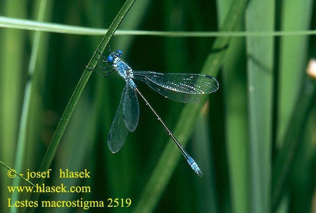 Lestes macrostigma Dunkle Binsenjungfer Šídlatka velkoskvrnná Лютка темная великовічкова Dark Spreadwing Južna zverca Nagy foltosrabló