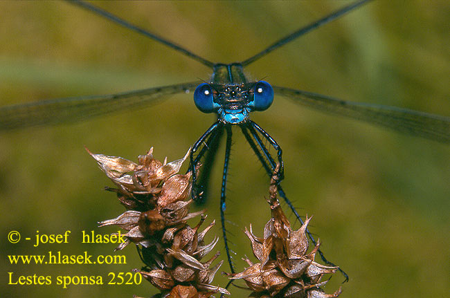 Lestes sponsa Emerald damselfly Common Spreadwing