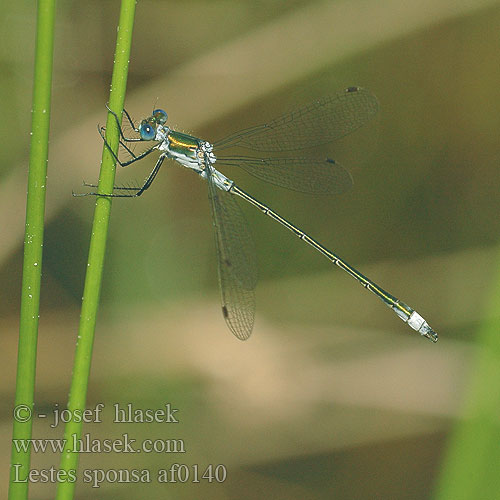 Lestes sponsa af0140